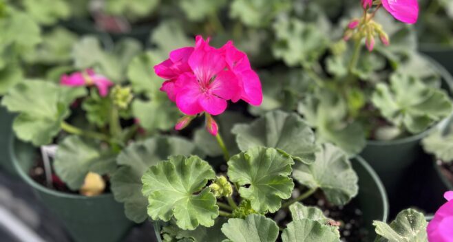 Pink Flower